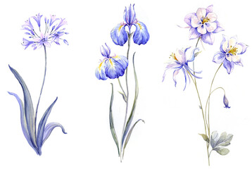 Flowers watercolor illustration.Manual composition.Big Set watercolor elements.