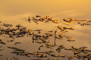 European fron, Rana esculenta, in a natural marsh environment