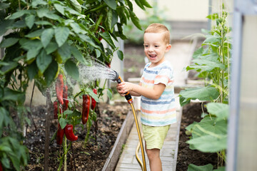 a boy 3-4 pours water from a hose on a sweet pepper plant in a greenhouse