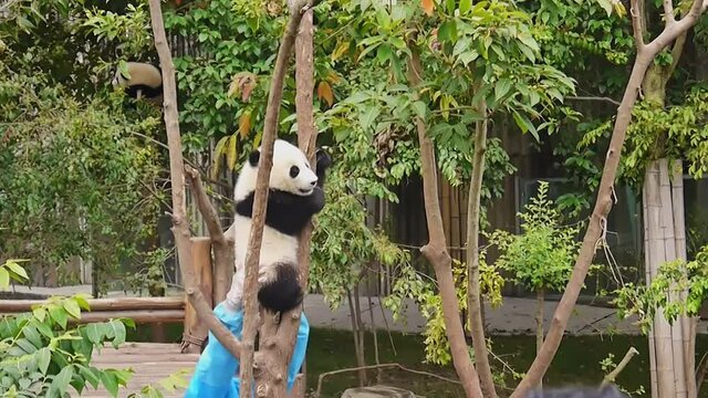 A giant panda cub descends from a tree. Tourists taking pictures with phones in Chengdu, China