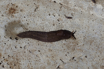 Great gray slug, leopard slug (Limax maximus), family Limacidae crawling over the underside of a concrete manhole cover. Not verry spotted. Summer, Netherlands, August
