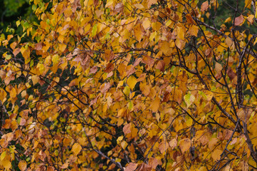 Autumn fallen yellow leaves in the forest