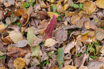 Autumn fallen yellow leaves in the forest
