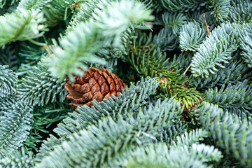 Christmas festive background with copy space. Cones on fur tree branch. New year poster for design.