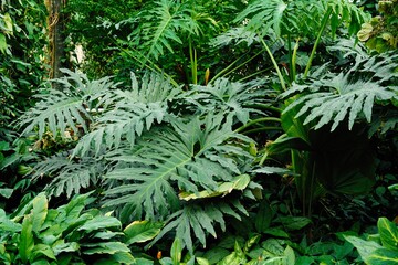 Beautiful tropical green leaves close up. Tropical garden, summer plants. Greenhouse.