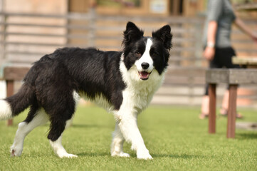 ドッグランで遊ぶボーダーコリー