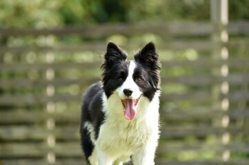 ドッグランで遊ぶボーダーコリー