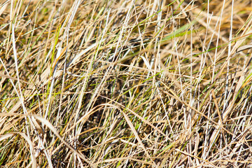close up of grass
