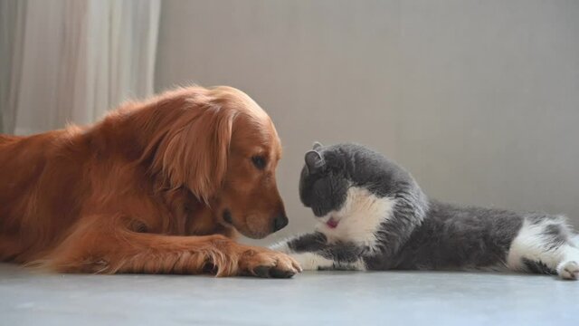 Golden Retriever and British Shorthair get along