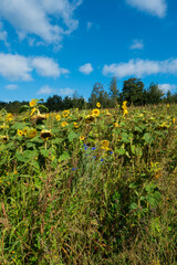 Fototapeta na wymiar Wildes Sonnenblumenfeld mit einem Wald im Hintergrund