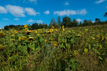 Fototapeta na wymiar Wildes Sonnenblumenfeld mit einem Wald im Hintergrund