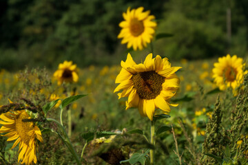 Sonnenblume  mit unscharfem Hintergrund