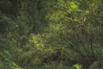 Consall Valley. Vibrant green moody, ethereal UK forest woodland trees, and foliage.