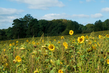 Sonnenblumenfeld mit Wald im Hintergrund