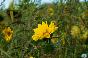 Sonnenblume  mit unscharfem Hintergrund