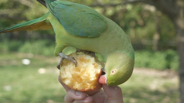 A close up view of a parakeet eating an apple.