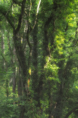 Fototapeta na wymiar Consall Valley. Vibrant green moody, ethereal UK forest woodland trees, and foliage.
