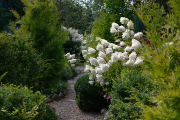 Summer solar morning. Along a garden stony path various ornamental plants grow and blossom.
