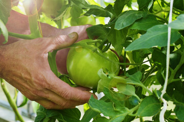 male farmer holds a green tomato in a greenhouse. Green tomato. agricultural industry