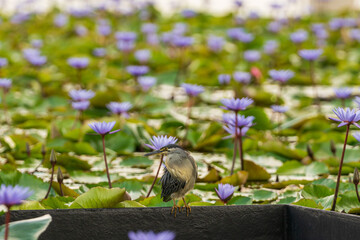 Striated heron islated in the lotus pond.