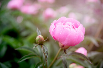 Pink peony flower bush in garden. Blooming peonies background with copy space. Close up of pastel pink flower petals after rain. Fresh peonies in bloom