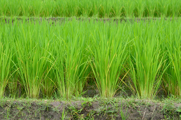 Green rice in the field