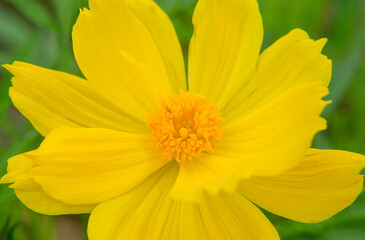Yellow flower