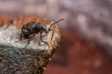 Weevil on coloured stone.