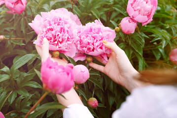 Woman holding pink peony flowers with both hands. Blooming peonies bush with buds and pastel pink petals. Vintage filter. Concept of feminine beauty, care and fresh flower picking