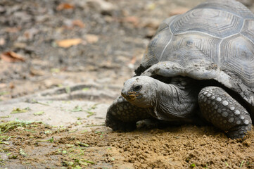 Giant Galapagos tortoise