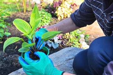 Landing on a new hosta plant site. Beautiful green area in the future on your own country plot.