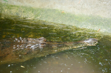 Crocodile in the pond