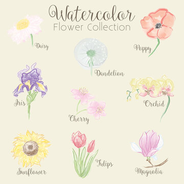 Watercolor Flowers Collection - hand drawn vector illustration