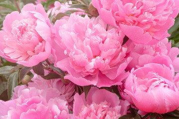 Pink peony flowers in summer garden. Blooming peonies bush after the rain. Close up of pastel pink flower petals. Peonies background, top view
