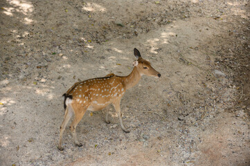 Deer on abstract background