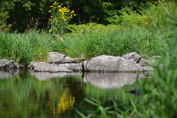 Rivière dans un écrin de verdure des Vosges, La Moselotte à Thiéfosse