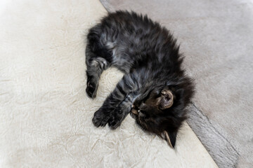 Picture a small kitten, a beautiful background or cover for notebooks