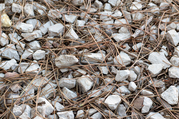 forest trees and grass. nature green wood backgrounds