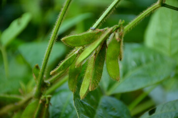 the green ripe pods with vine and leaves in the garden.