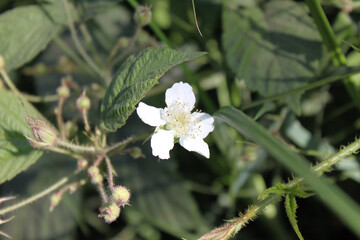 White flower on a background of green leaves close-up