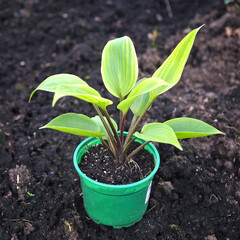 Landing on a new hosta plant site. Beautiful green area in the future on your own country plot.