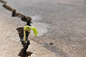 Plant floor up crack growing concept.