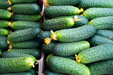 background with fresh laid out green cucumbers