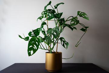 Monstera monkey mask plant (Monstera Obliqua or Monstera adansonii) in golden flower pot on plant stand. Tropical houseplants and interior decoration concept