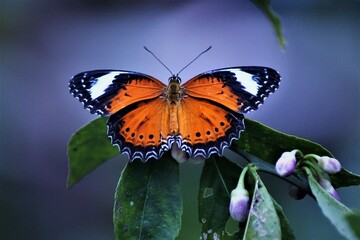 A red butterfly on a flower in Cairns, Australia