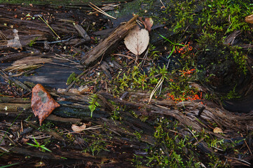 Top view of the trunk of a wet old tree covered with moss and red mold. Top yellow leaves. Copy space
