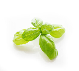 Fresh garden green Basil isolated on a white background, close-up