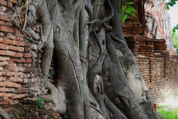 Fototapeta na wymiar Ruins head of Buddha at Wat mahathat in Ayutthaya , Thailand . one of the most popular historical temple