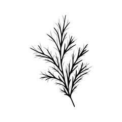 Sketch of a dill branch. Monochrome illustration. Vector doodle isolated element for design.