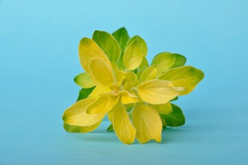 Golden oregano on blue background